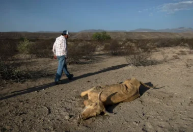 La sequía golpea con fuerza al norte de México: racionamientos y pérdidas agrícolas 15 La sequía golpea con fuerza al norte de México: