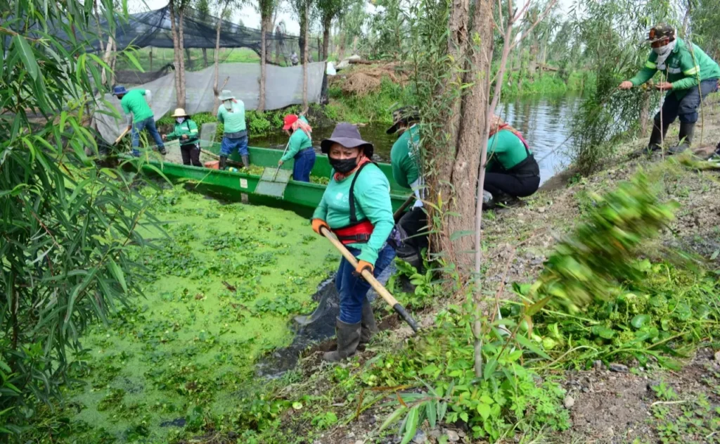 El corazón chinampero de CDMX vive una crisis: Xochimilco pierde agua y biodiversidad 11 imagen 1 2025 12 03T103823.288