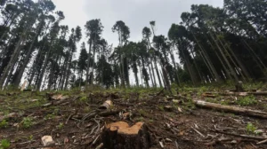 Fortalecimiento de la vigilancia ambienta