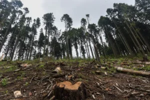 Fortalecimiento de la vigilancia ambienta
