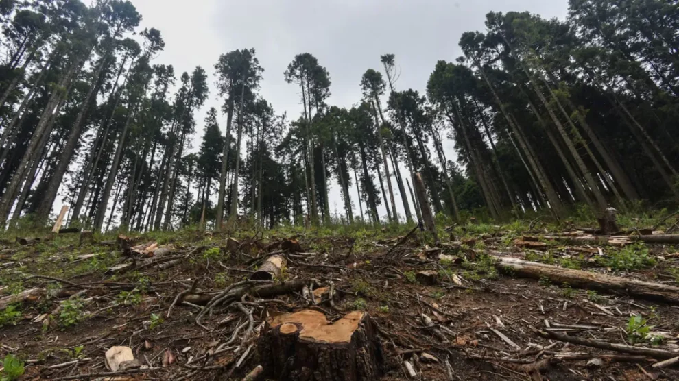 Fortalecimiento de la vigilancia ambienta