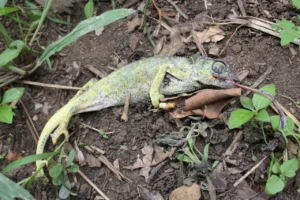 reptiles y anfibios al borde de la extinción