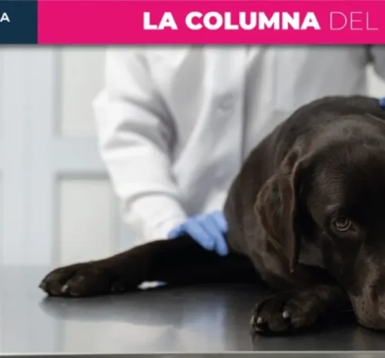 Ahora hasta los animales se quedan sin medicinas