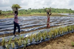 Plásticos de un solo uso