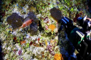 arrecifes mesofóficos