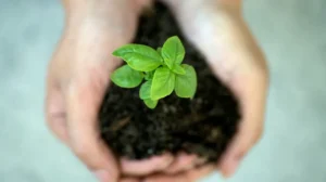 Reconocimientos a Iniciativas Verdes