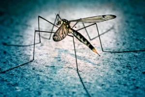 Remedios naturales para repeler mosquitos en temporada de lluvias: métodos efectivos y sin químicos  15 imagen 1 61