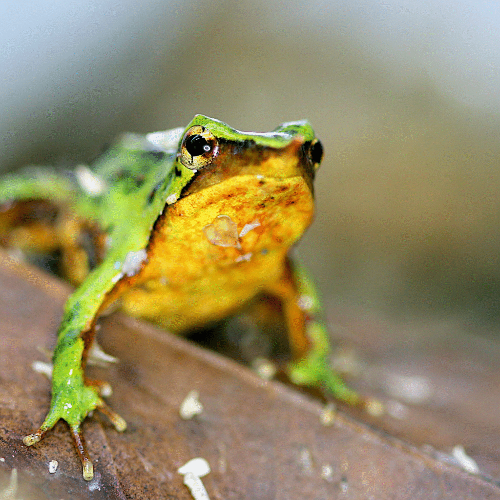 Chile y Argentina unen fuerzas para escuchar a la ranita de Darwin: su canto, clave contra el cambio climático 7 imagen 1ansas
