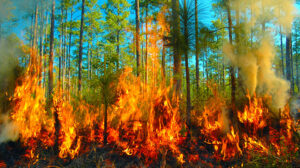 incendios forestales