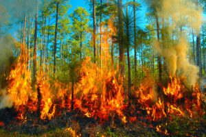 incendios forestales