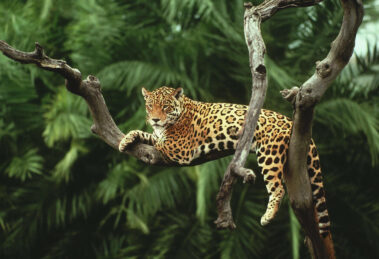 jaguar