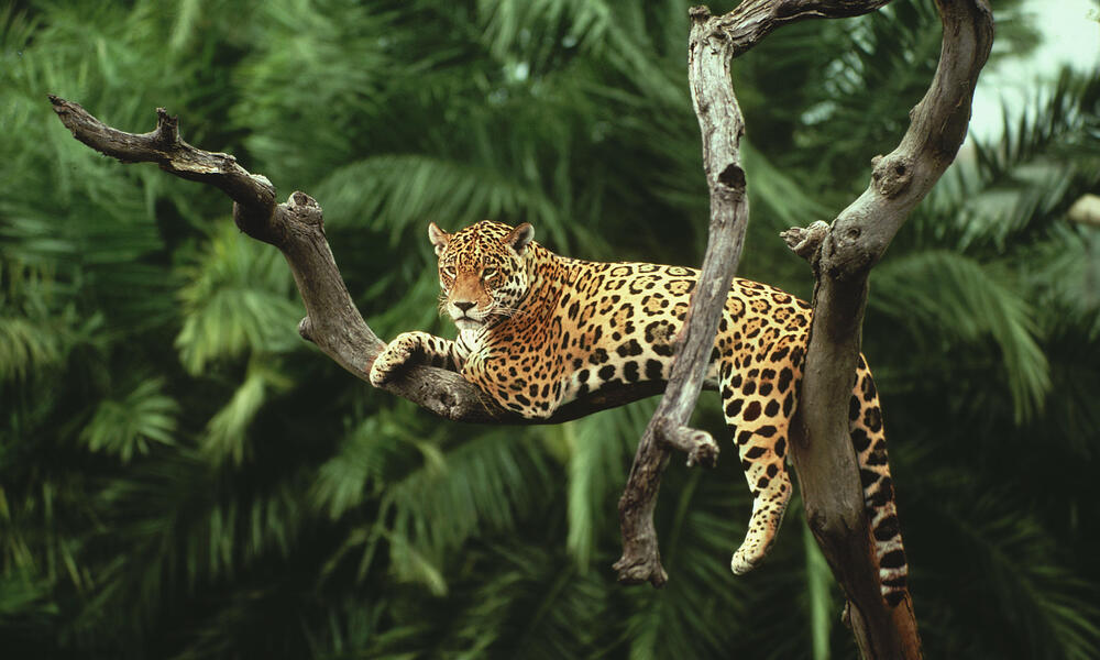 jaguar
