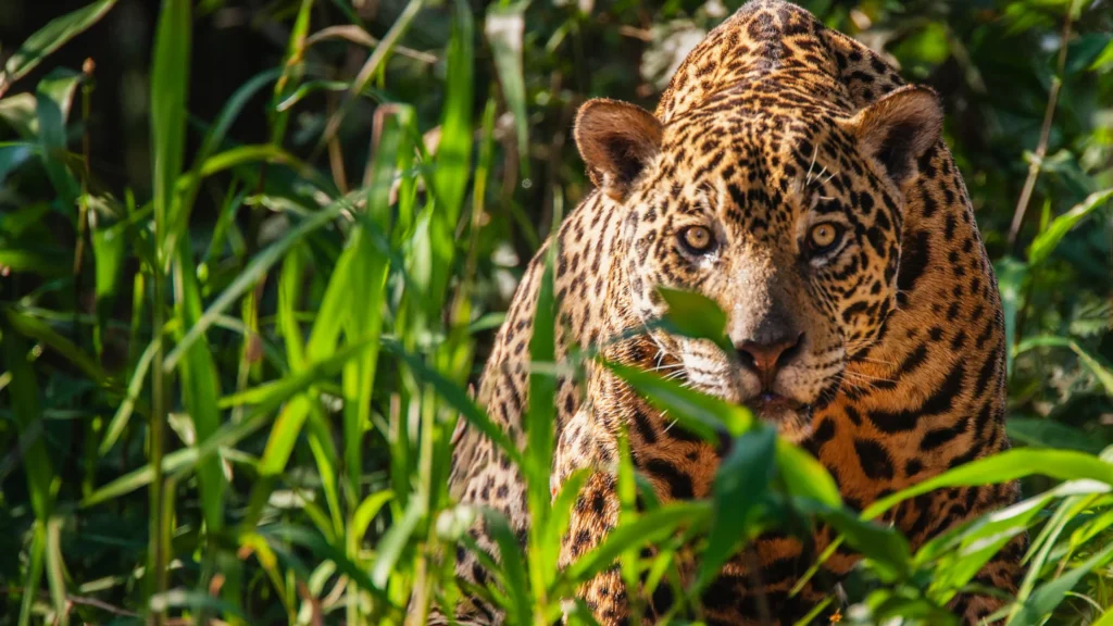 El rastro del jaguar: cuántos quedan en México y el mundo en 2025 12 jaguar
