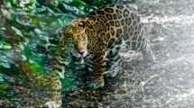 Jaguar y su Ecosistema