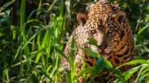 El rastro del jaguar: cuántos quedan en México y el mundo en 2025 21 jaguar
