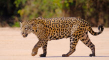 JAGUAR