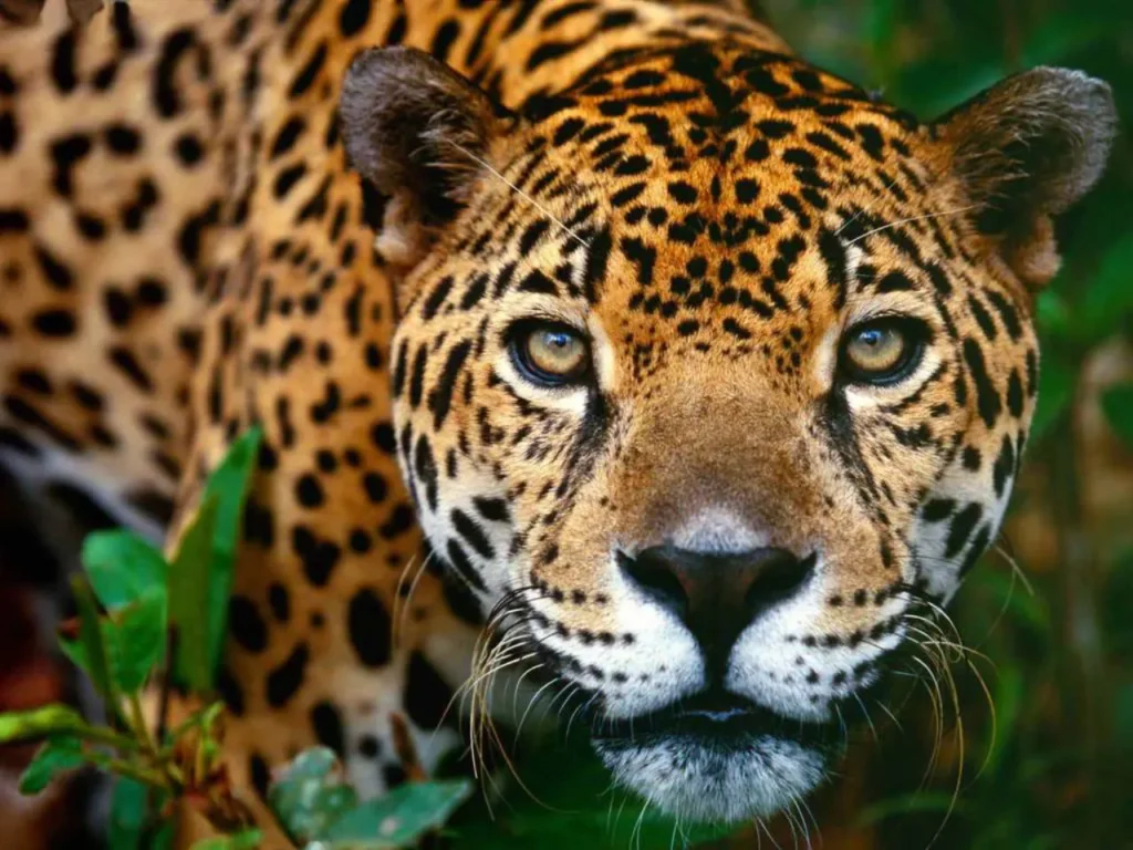 jaguares