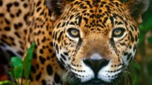 jaguares
