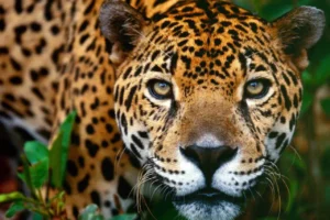 jaguares