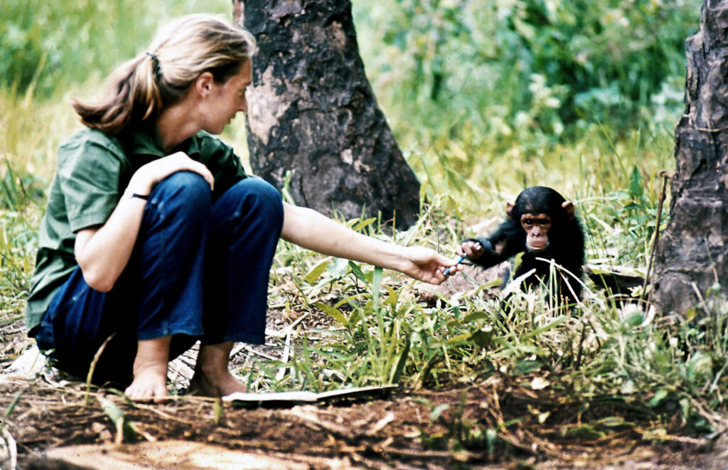 El legado de Jane Goodall en la ciencia y la empatía ambiental 11 jane goodall en gombe 9 1