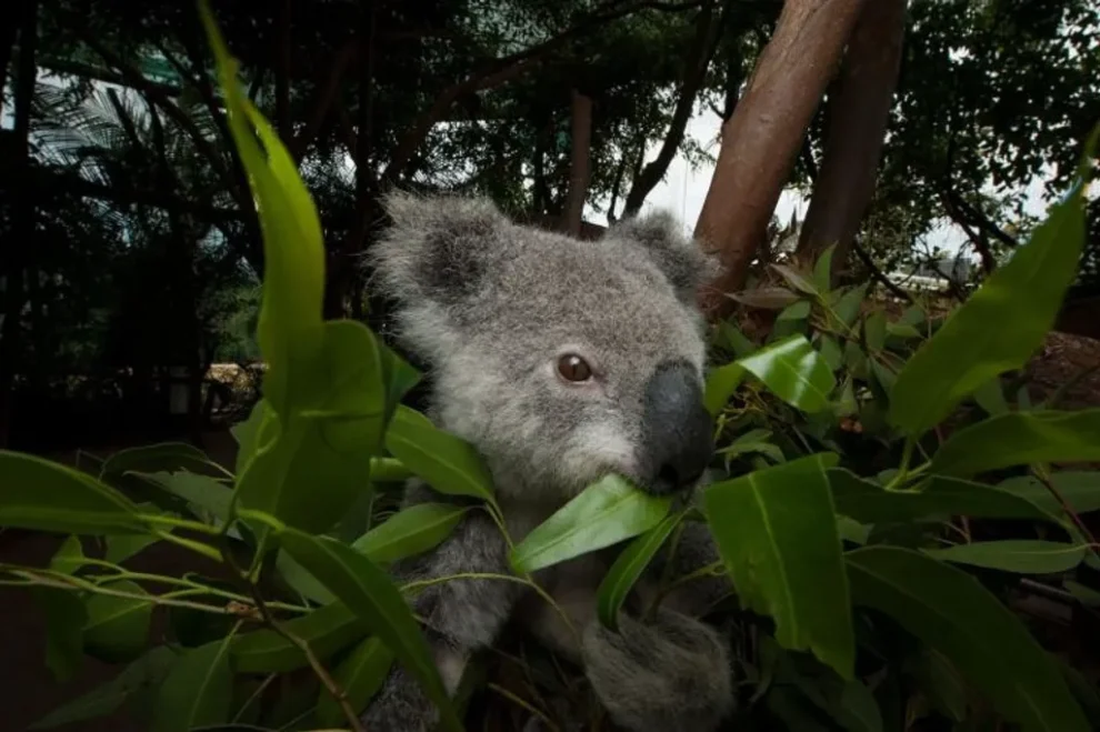 Koalas: el 1% de su tiempo en el suelo puede costarles la vida 11 Koala