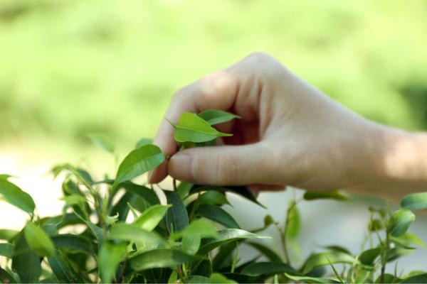 ¿Las plantas sienten dolor? La ciencia responde 11 las plantas sienten dolor 975 600