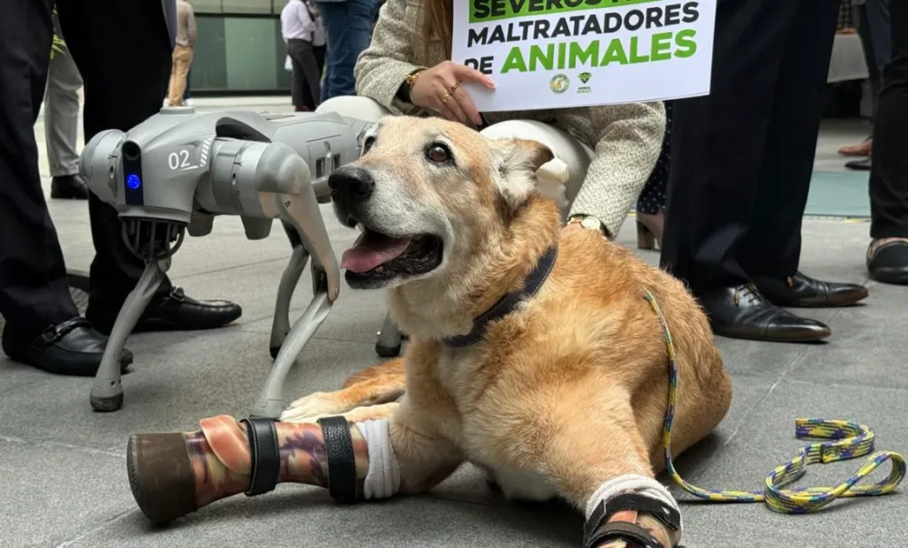 Se impulsa la “Ley Pay de Limón” para sanciones más severas contra el maltrato animal 11 ley maltrato animal