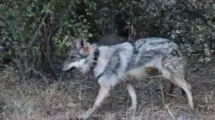 lobos mexicanos