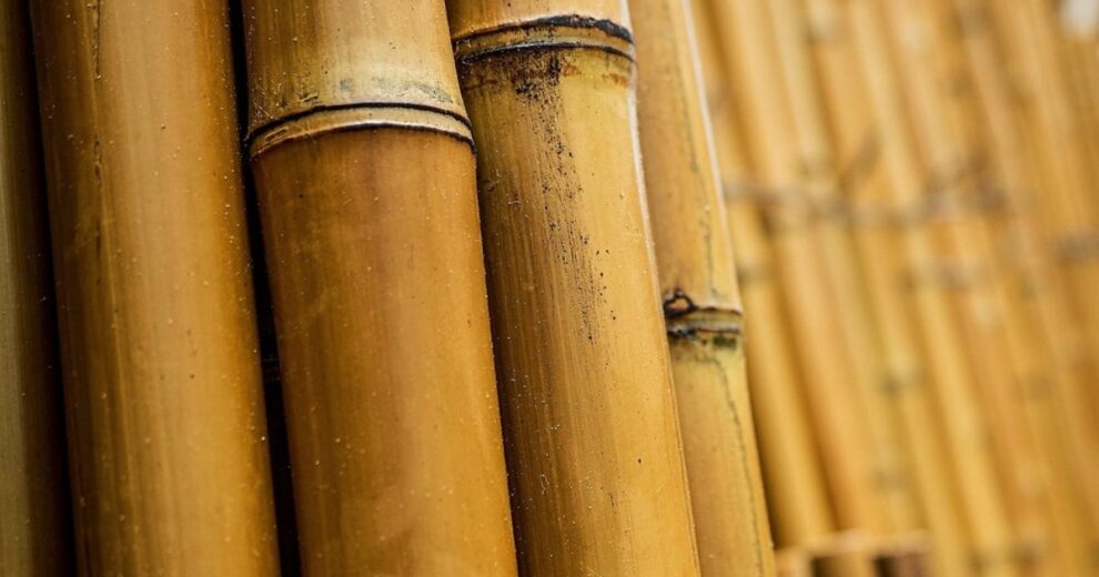 Más fuerte que la madera, más flexible que el acero: así es la guadua 11 madera