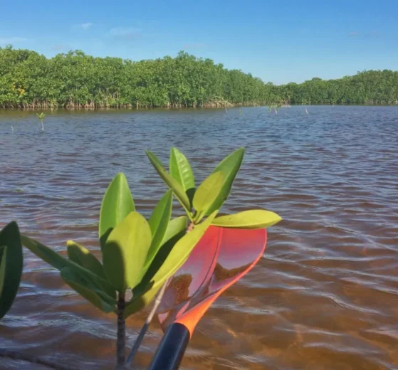 Reubican miles de especies por obra del puente Nichupté; SICT reporta programa de restauración completo 10 manglar