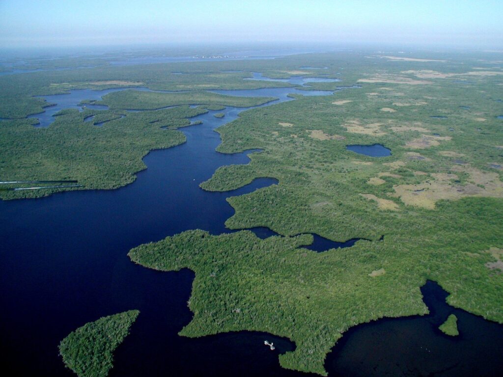 Manglares urbanos: la primera línea de defensa natural contra los huracanes 11 Manglares