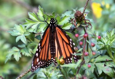 mariposa monarca