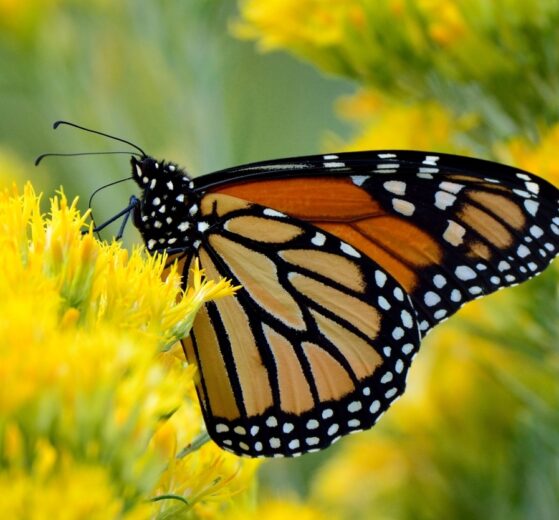 mariposa monarca
