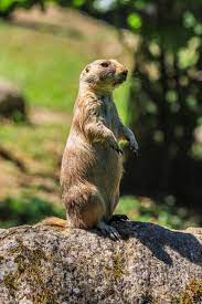 Las marmotas y su impacto 11 marmota