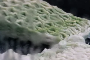 material que atrapa CO2