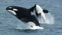orcas
