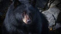 oso negro