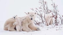 osos polares