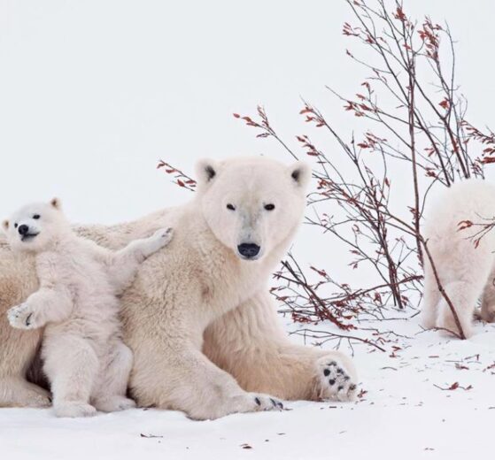 Osos polares en Noruega desafían la crisis climática y muestran mejor condición corporal 15 osos polares