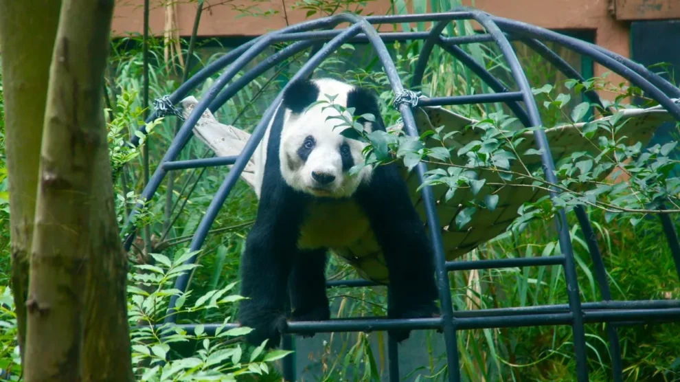 Xin Xin, la panda gigante celebrará su cumpleaños 35 en Chapultepec 11 panda gigante