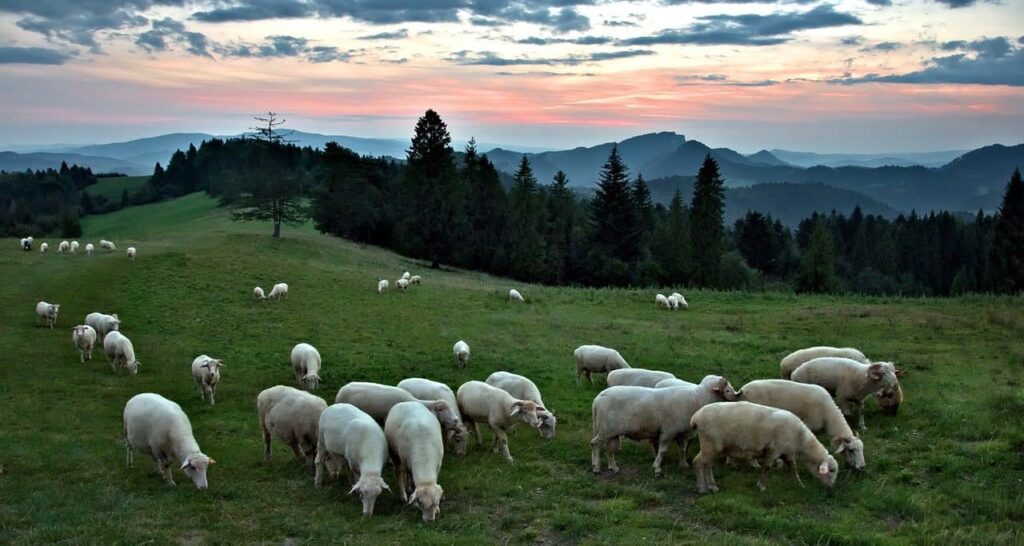 Recuperan el pastoreo ancestral como barrera natural frente a incendios en el Pirineo 11 pastoreo