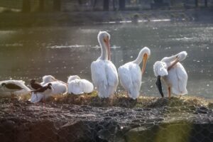 pelicano blanco