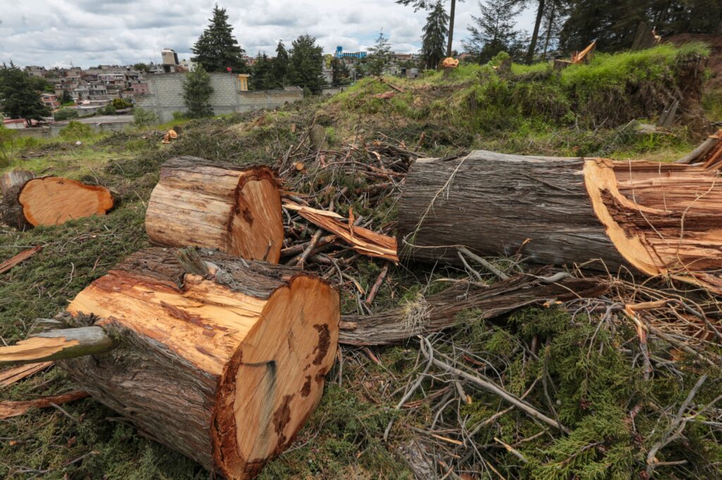 Árboles talados en un terreno.