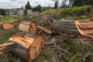 Árboles talados en un terreno.