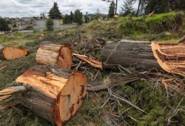 México contra el ecocidio: medidas más duras llegan al Congreso 15 Árboles talados en un terreno.
