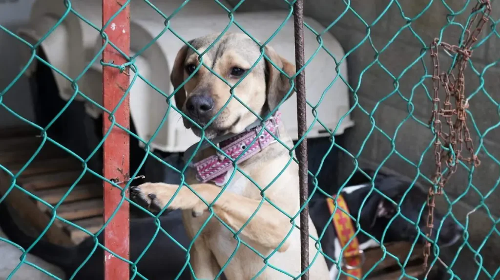 Juicio por Delta abre camino en la lucha contra la crueldad animal 11 perrito