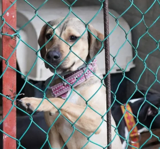 Juicio por Delta abre camino en la lucha contra la crueldad animal 16 perrito