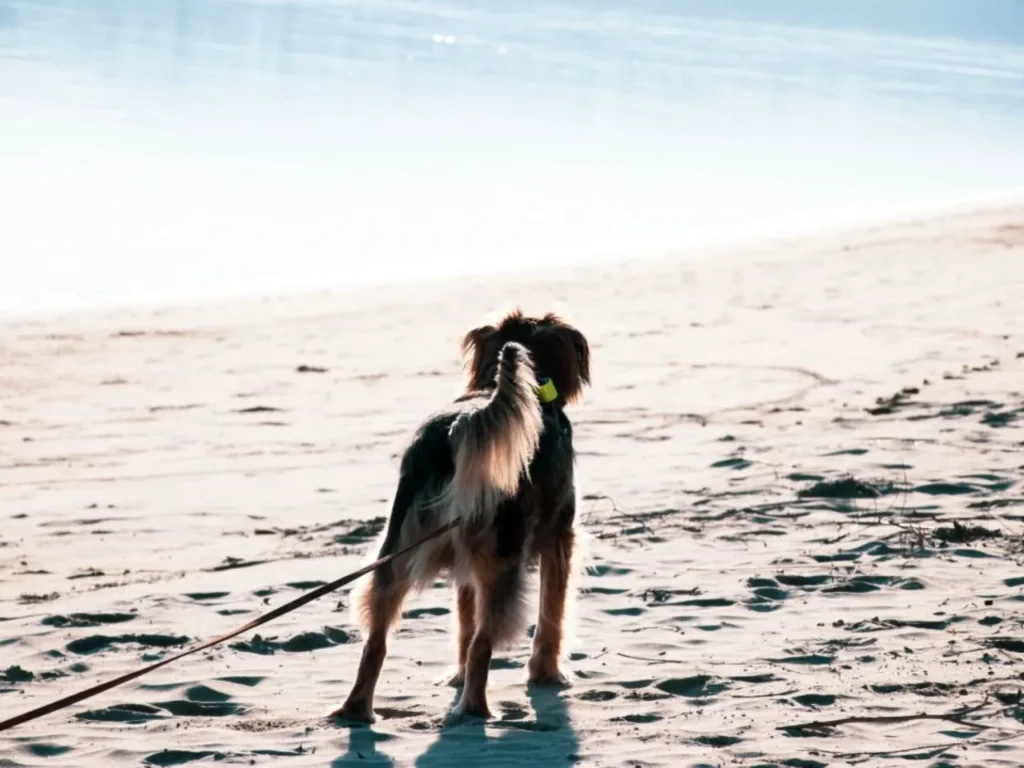 perro