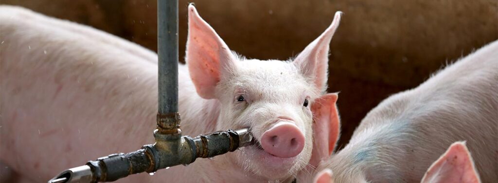 Bienestar animal en pausa