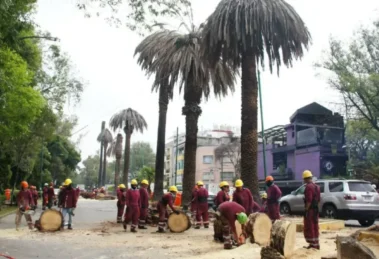 Una plaga acaba con las icónicas palmeras canarias de CDMX 14 plaga